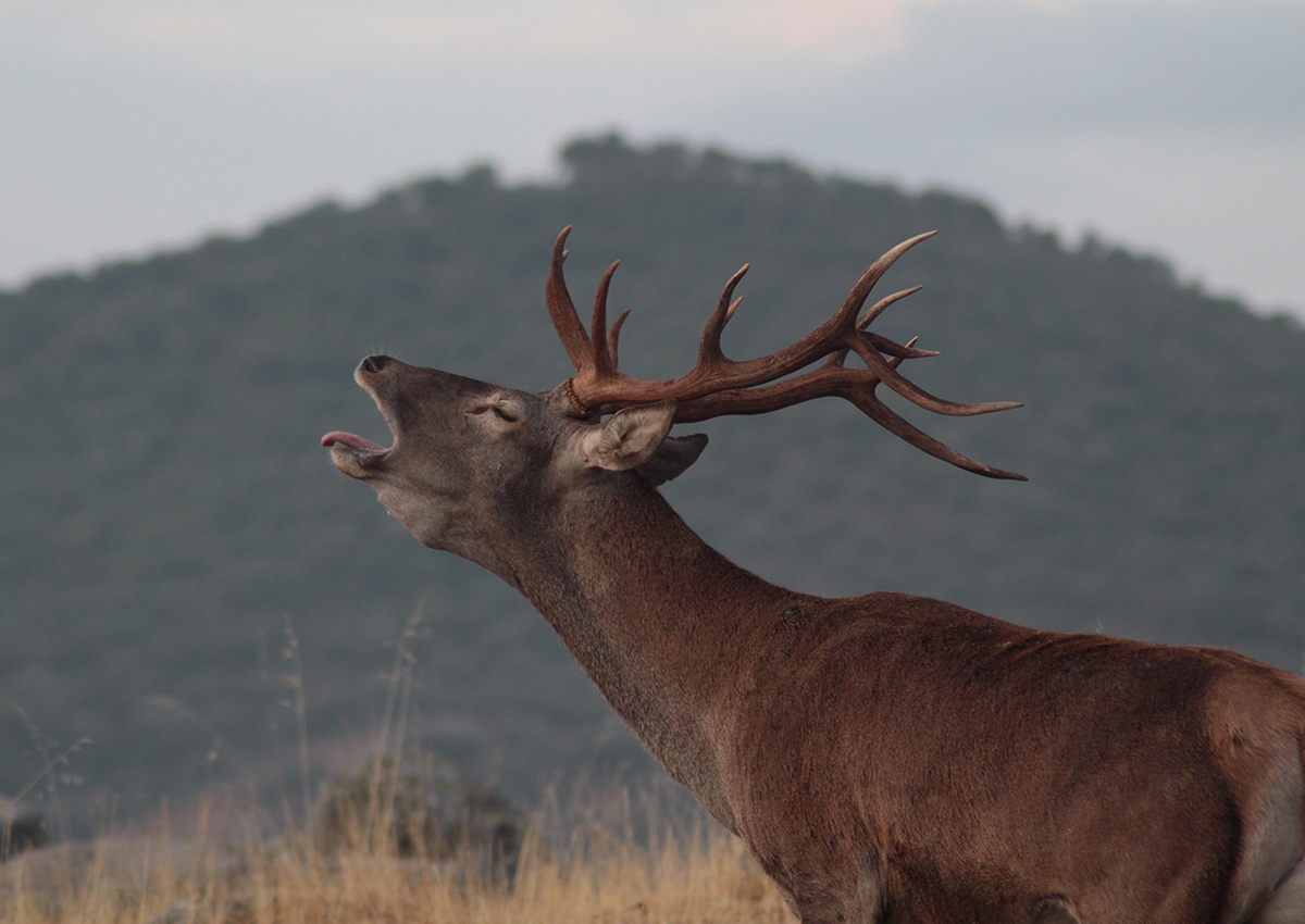 BERREA EN LA SIERRA DEL RELUMBRAR